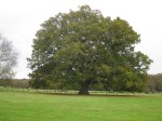 a number of ancient oak trees have survived and are registered onlne. This beautiful specimen is behind Hatches on Lynwick Street