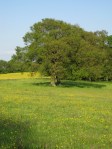 These oaks mark the coiuty and parish boundary above what was until recently Rudgwick Brickworks, seen from the Border Path