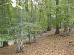 Hanger woods follow the south flowing stream tributaries of the Arun, here at Well Grove - once coppiced hornbeam under oak standards.